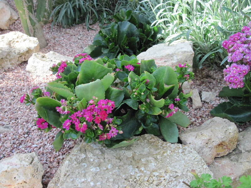 Pink Flowering Plant — Green, Calm