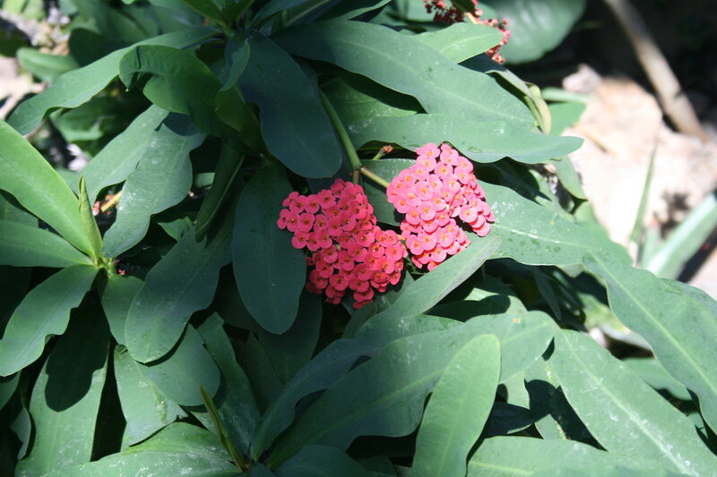 Pink Flowering Plant — Green, Natural