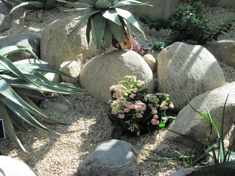 Pink Flowering Plant — Green, Serene, Afternoon, Photograph
