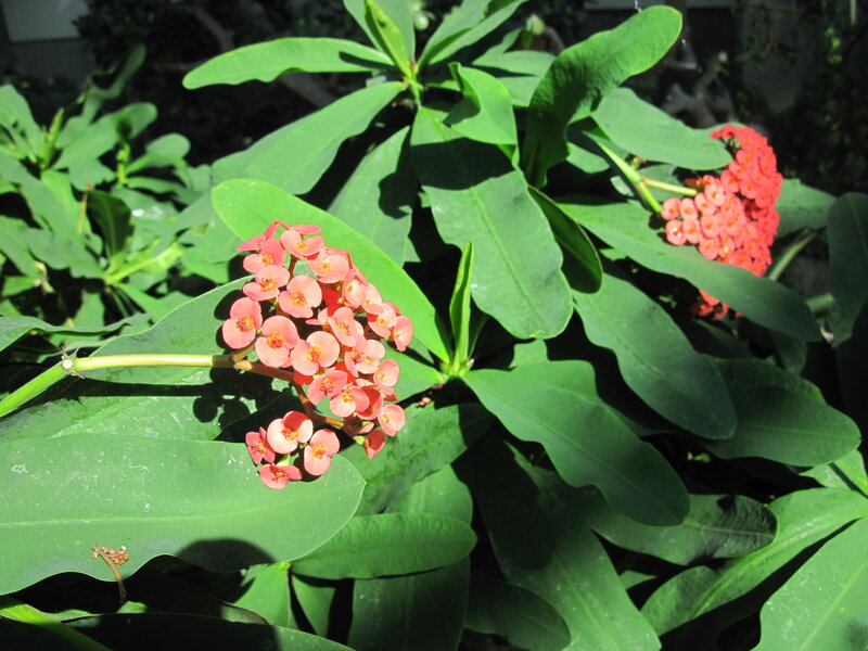 Pink Flowering Plant — Green, Serene, Afternoon