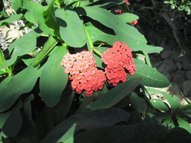 Pink Flowering Plant — Green, Serene