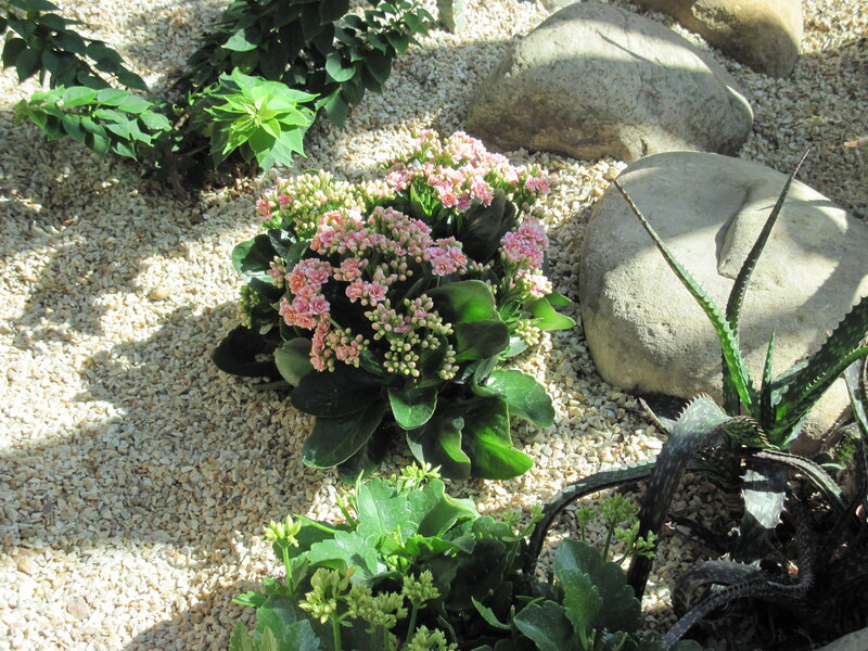 Pink Flowering Plant — Green