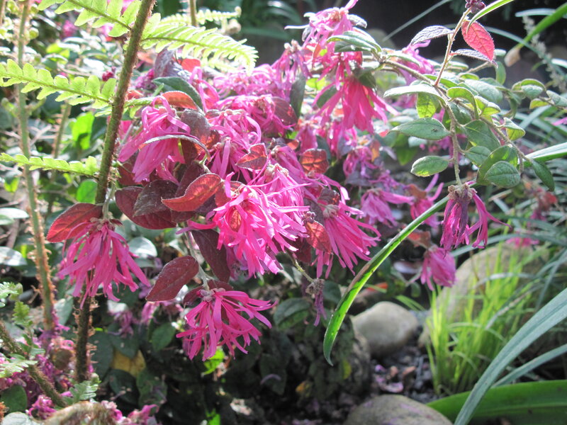 Pink Flowering Plant — Natural, Afternoon