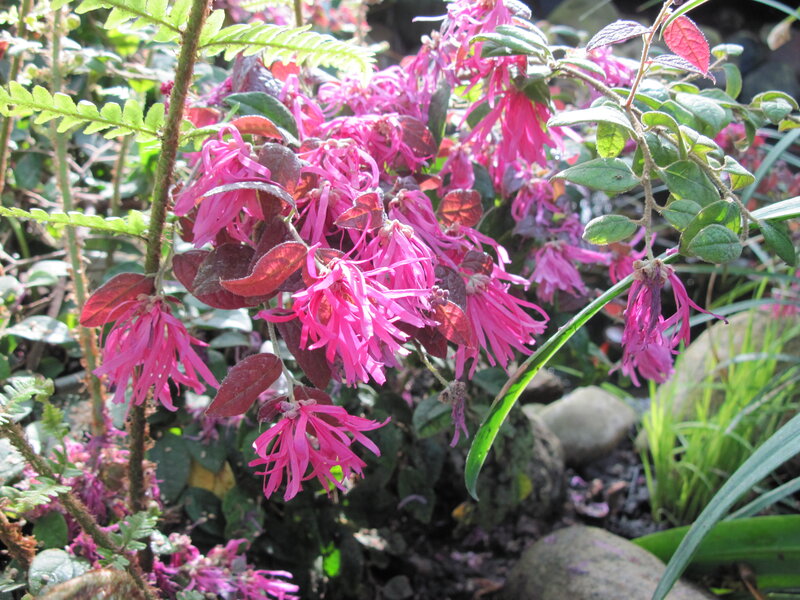 Pink Flowering Plant — Natural