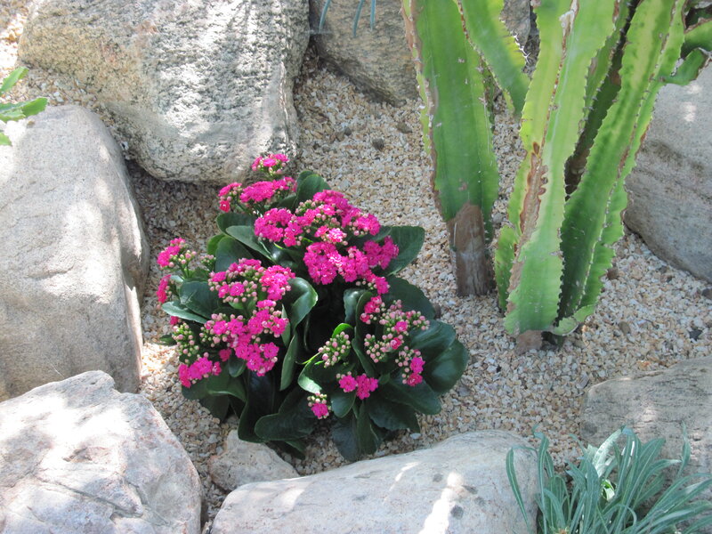 Pink Flowering Plant — Serene, Afternoon