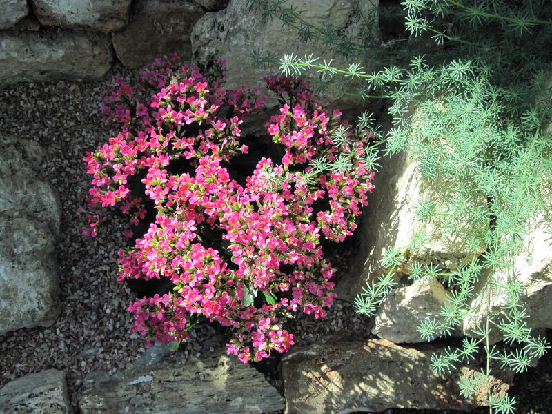 Pink Flowering Plant — Serene