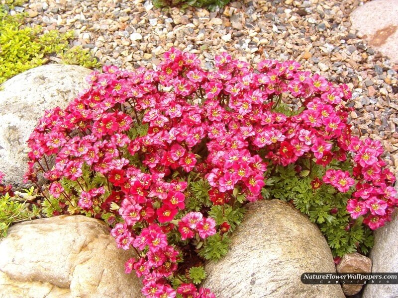 Pink Flowering Plant