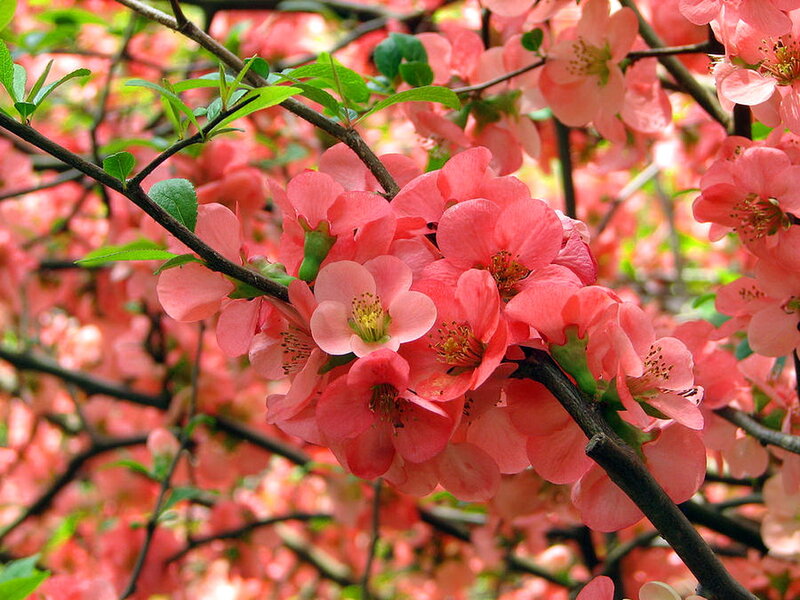 Pink Flowering Quince — Blooming