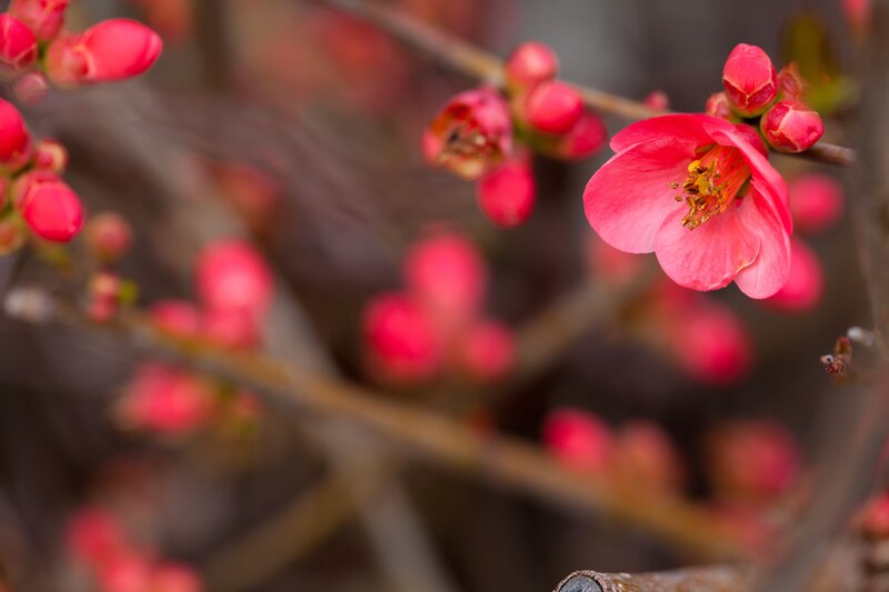 Pink Flowering Quince — Calm, Spring, Photograph, Blossoms