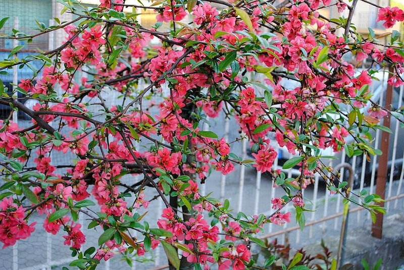 Pink Flowering Quince — Calm, Spring, Photograph, Branches