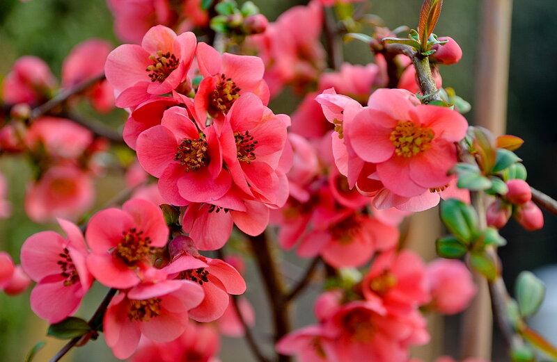 Pink Flowering Quince — Calm, Spring, Photograph, Flowers, Buds