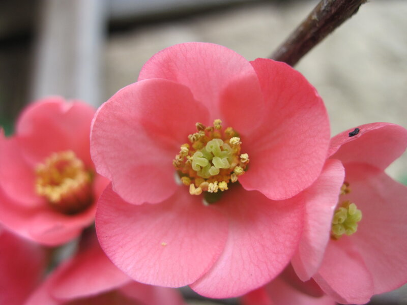 Pink Flowering Quince — Calm, Spring, Photograph