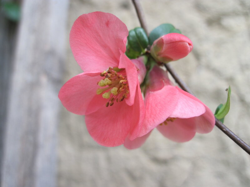 Pink Flowering Quince — Calm, Spring