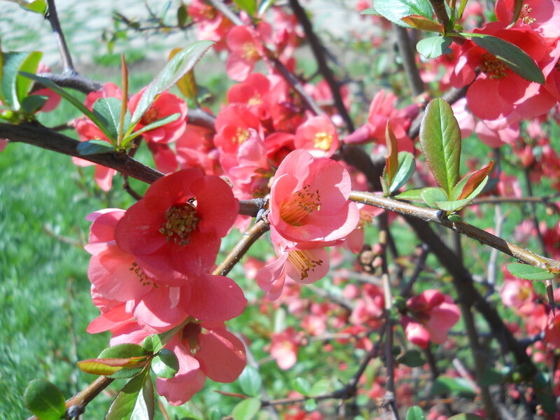 Pink Flowering Quince — Calm