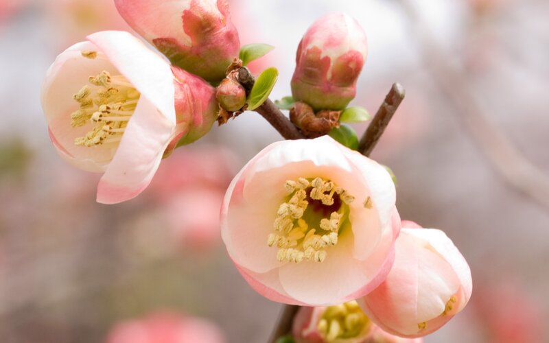 Pink Flowering Quince — Serene, Spring, Photograph, Blossoms, Bud, Branch