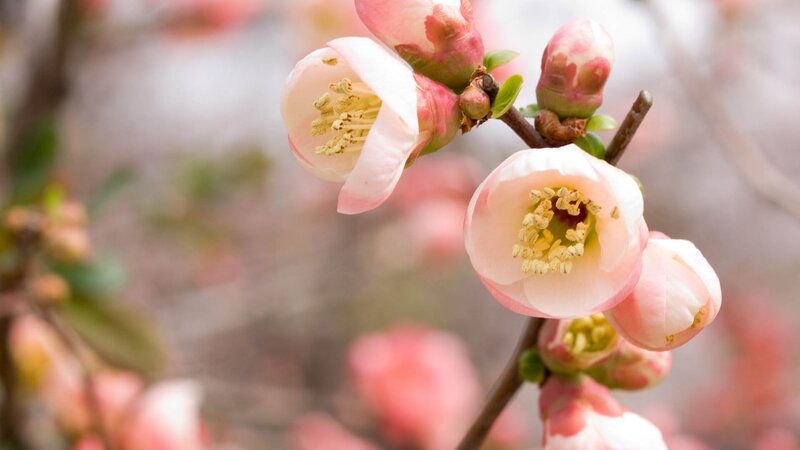 Pink Flowering Quince — Serene, Spring, Photograph, Blossoms, Buds, Branch