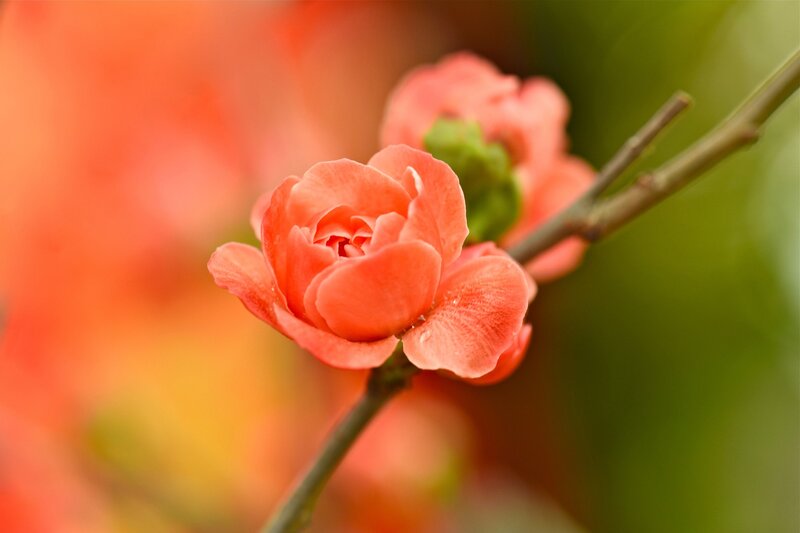 Pink Flowering Quince — Serene, Spring, Photograph, Flower, Branch