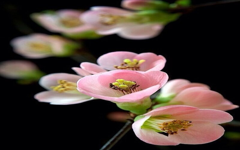 Pink Flowering Quince — Serene, Spring, Photograph, Flowers, Blossoms