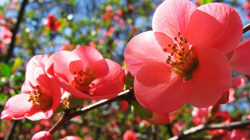 Pink Flowering Quince — Serene, Spring, Photograph, Flowers, Branch