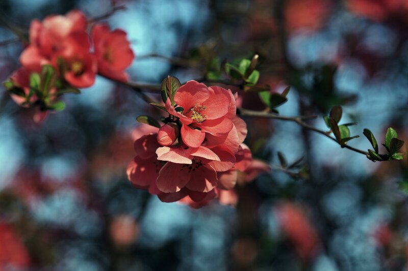Pink Flowering Quince — Serene, Spring, Photograph, Flowers, Branches, Leaves