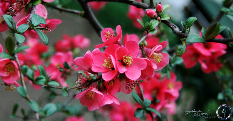 Pink Flowering Quince — Serene, Spring, Photograph, Flowers, Buds, Branches