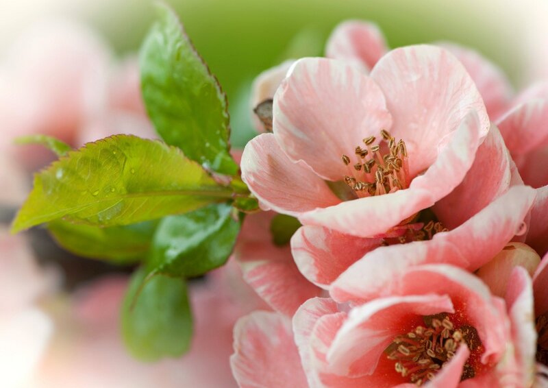 Pink Flowering Quince — Serene, Spring, Photograph, Flowers, Leaves