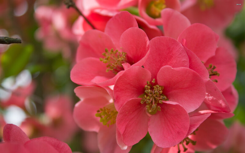 Pink Flowering Quince — Serene, Spring, Photograph, Flowers, Stamen