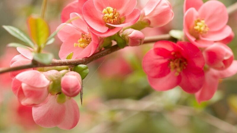 Pink Flowering Quince — Serene, Spring, Photograph