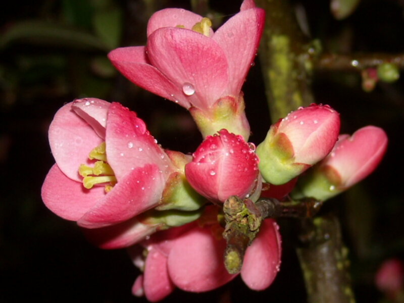 Pink Flowering Quince
