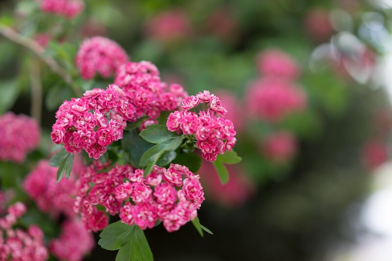 Pink Flowering Shrub — Calm, Spring