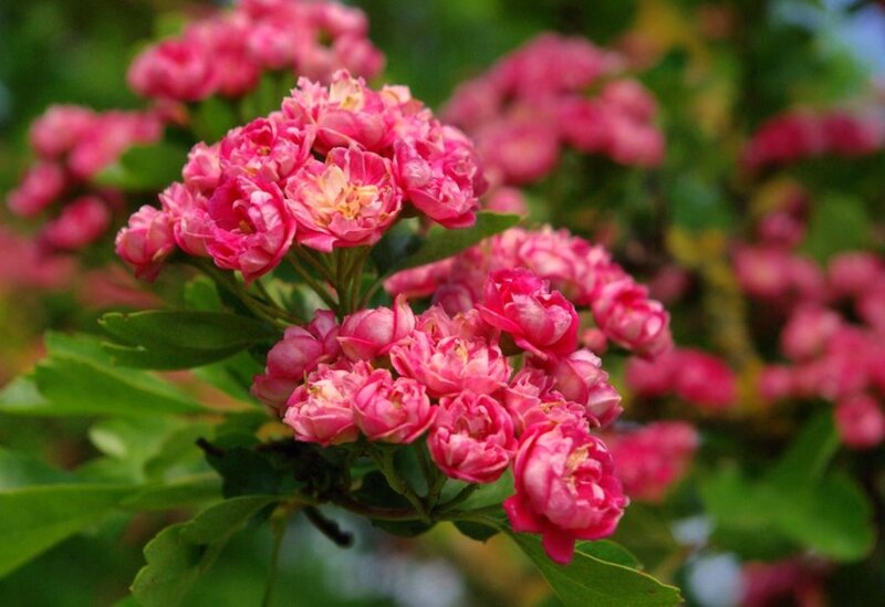 Pink Flowering Shrub — Calm