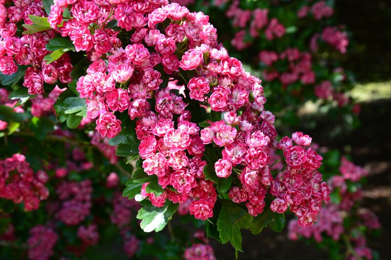 Pink Flowering Shrub — Serene