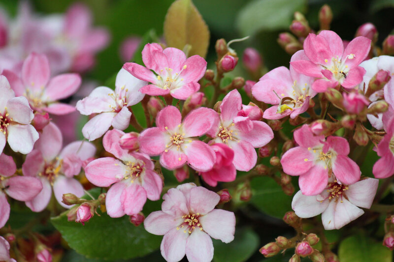 Pink Flowering Shrub