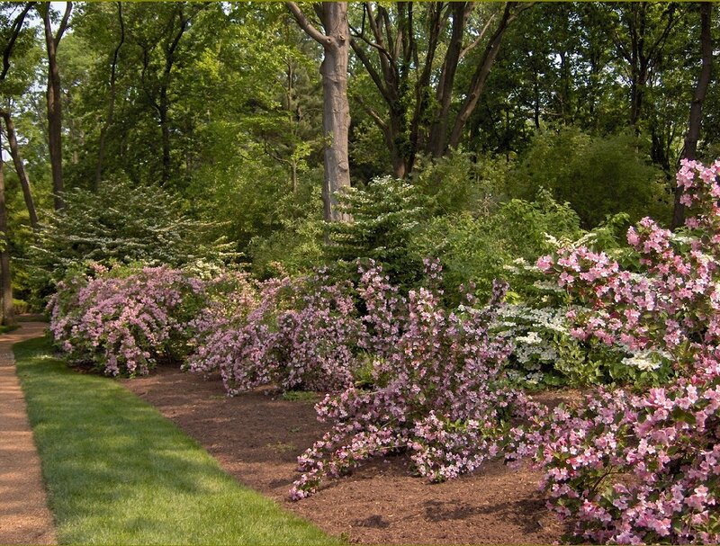 Pink Flowering Shrubs
