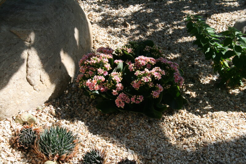 Pink Flowering Succulent