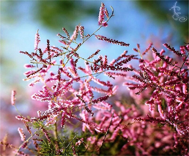Pink Flowering Tamarisk
