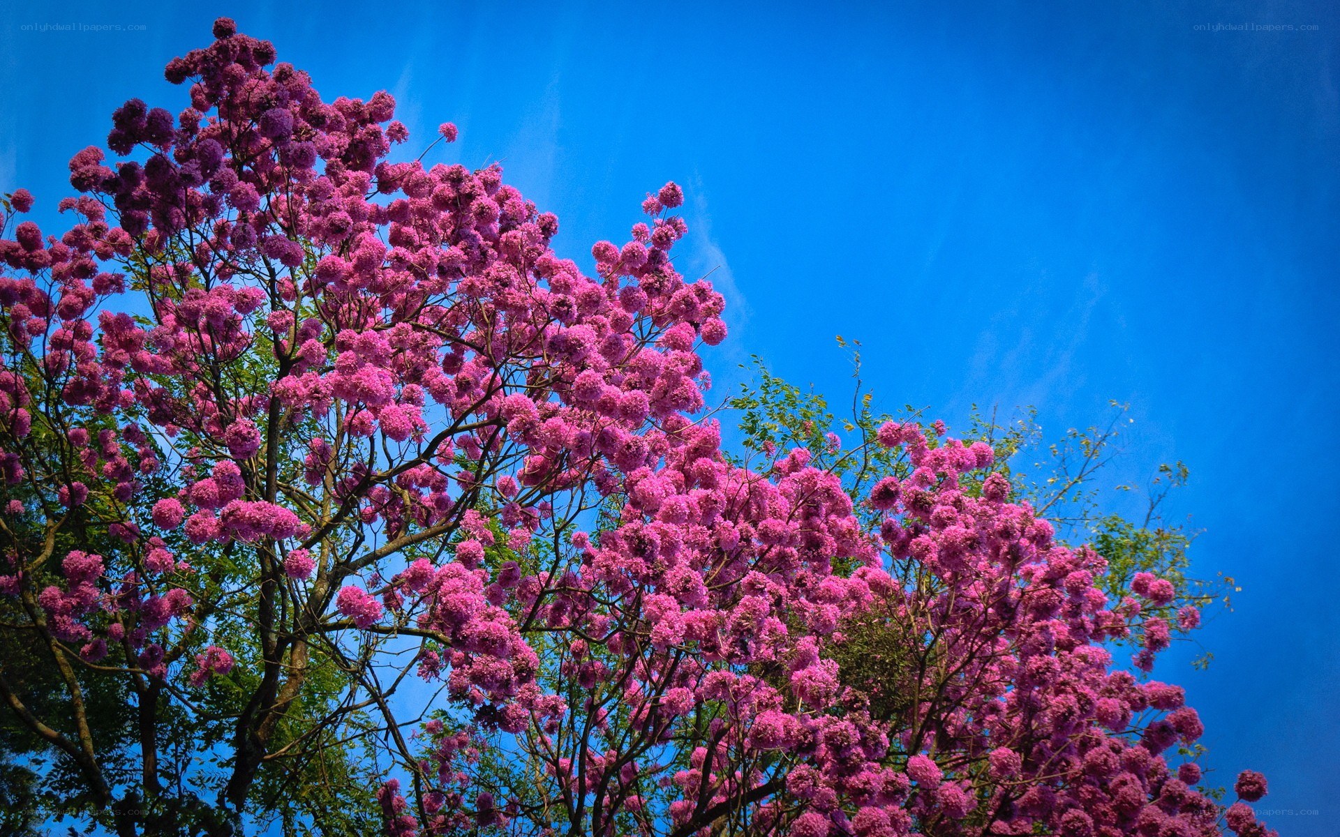Pink flowering tree against blue sky