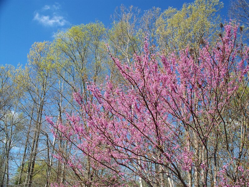 Pink Flowering Tree — Blue