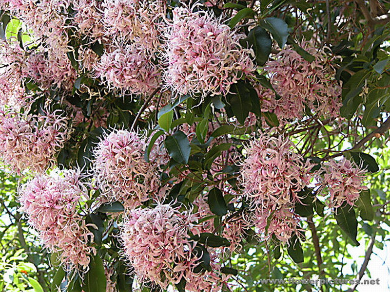 Pink Flowering Tree — Calm