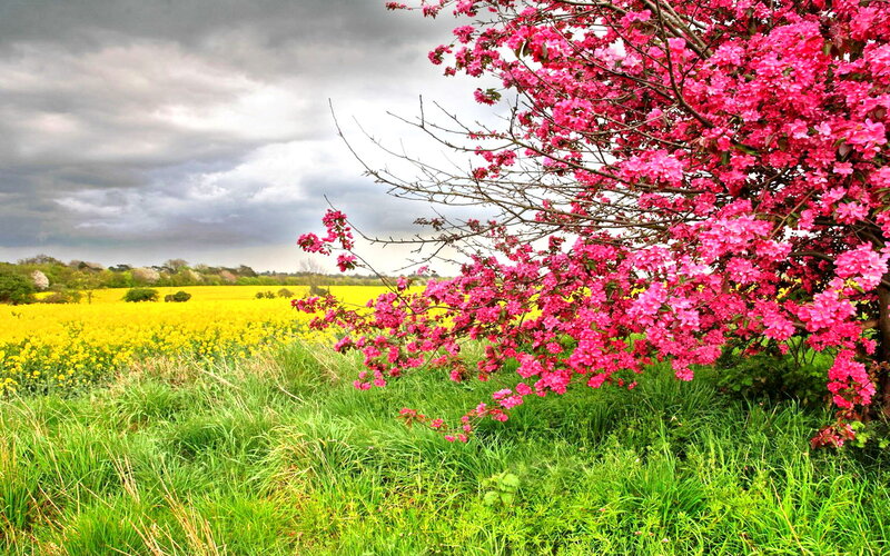 Pink Flowering Tree — Dramatic, Spring, Photograph