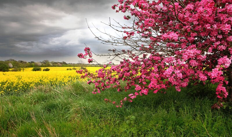 Pink Flowering Tree — Dramatic, Spring