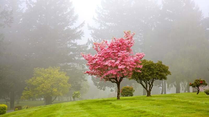Pink Flowering Tree — Green, Serene