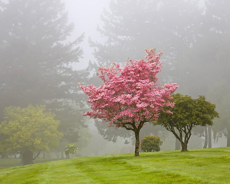 Pink Flowering Tree — Green