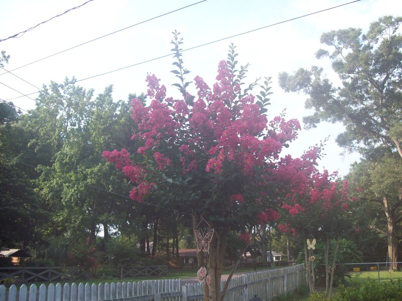 Pink flowering tree in yard