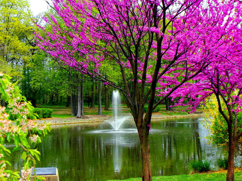 Pink Flowering Tree — Purple