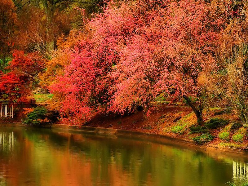 Pink Flowering Tree — Red