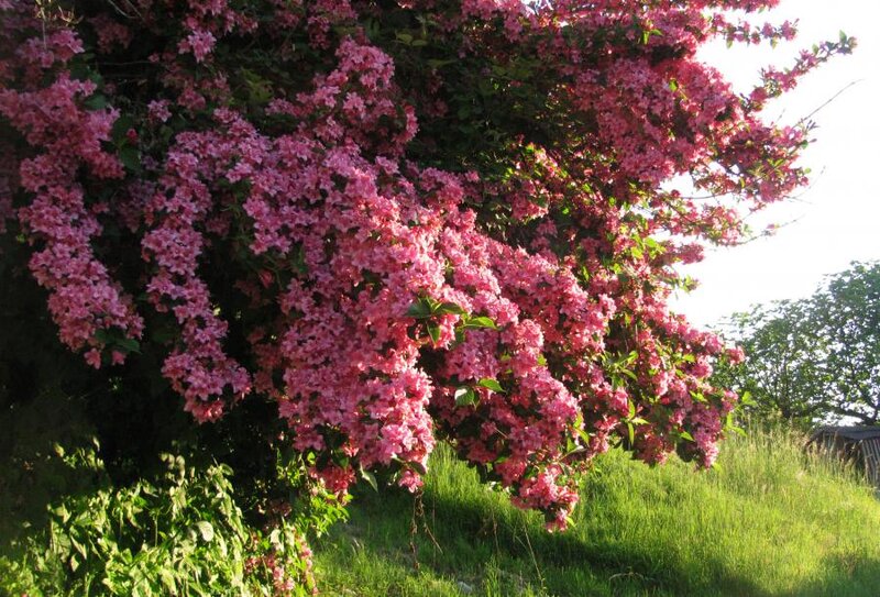 Pink Flowering Tree — Serene, Afternoon