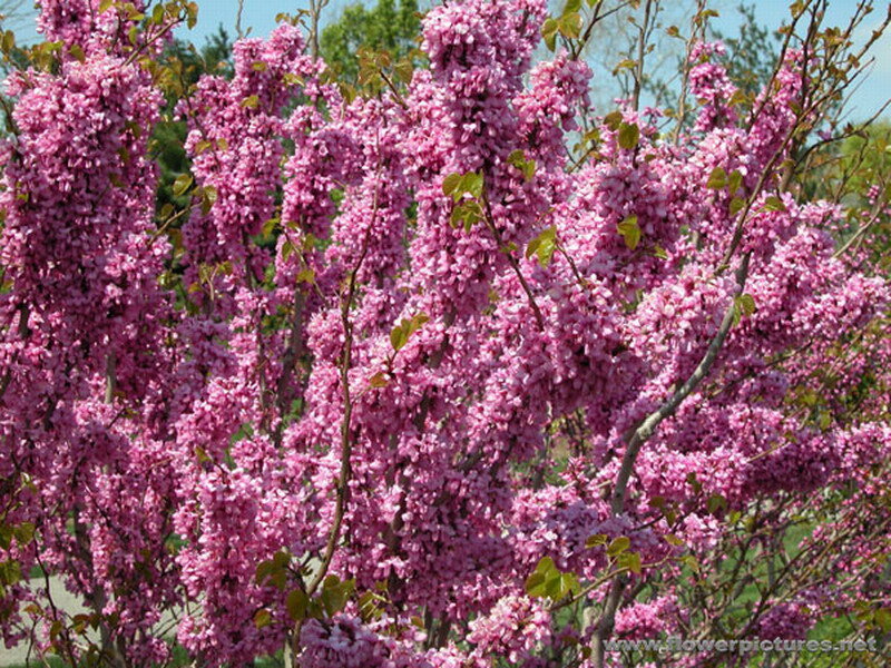 Pink Flowering Tree — Serene, Spring, Photograph, Flowers, Branches