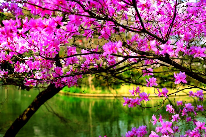 Pink Flowering Tree — Serene, Spring, Photograph, Flowers, Pond