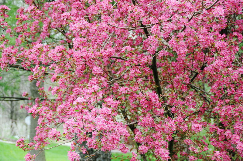 Pink Flowering Tree — Serene, Spring, Photograph, Flowers